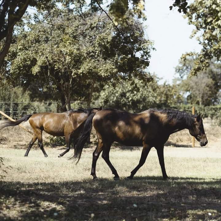 Cavalli che passeggiano all’ombra degli alberi di Cavallino Azzurro