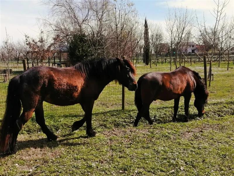 Due cavalli nel pascolo verde della fattoria