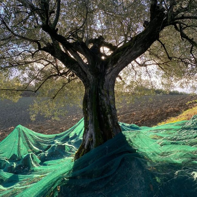 La raccolta delle olive