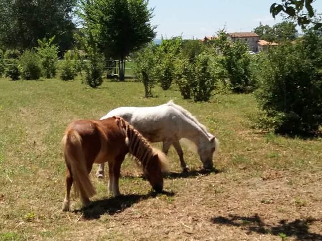 Cavalli al pascolo