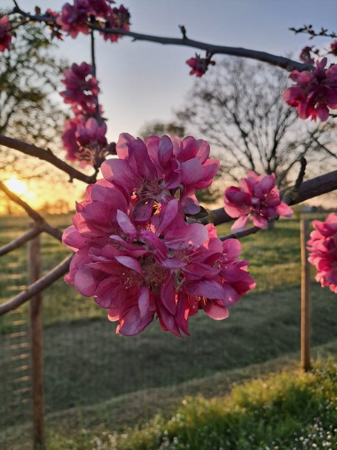 La primavera sui rami