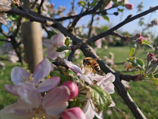 Un’ape tra i fiori
