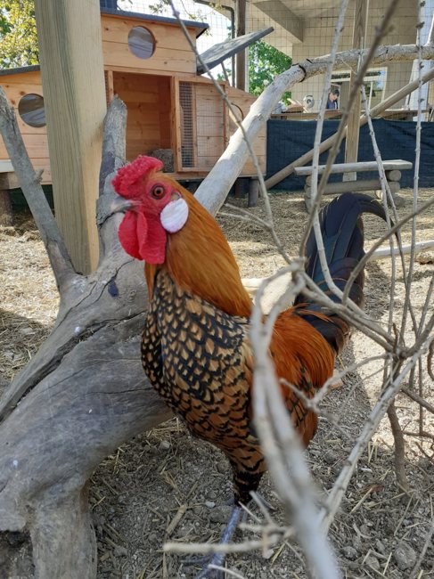 Il gallo della fattoria