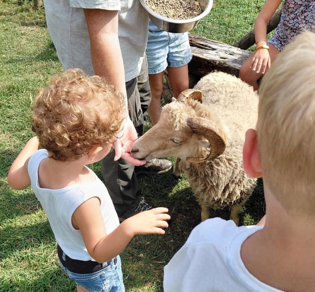Conoscere gli animali