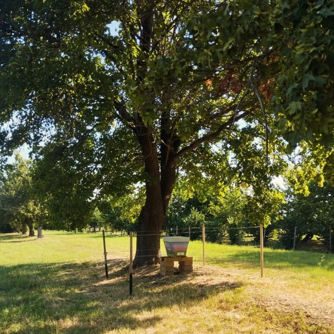 All’ombra dei grandi alberi