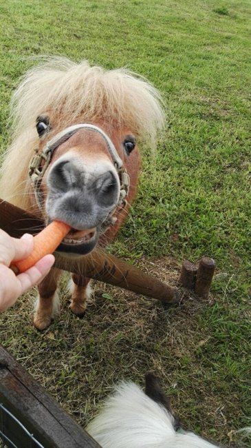 Un pony curioso