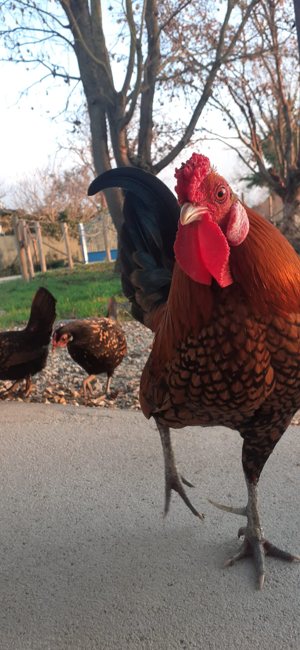 Il buongiorno del gallo