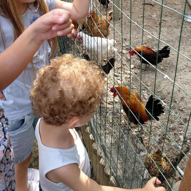 Piccoli incontri in fattoria
