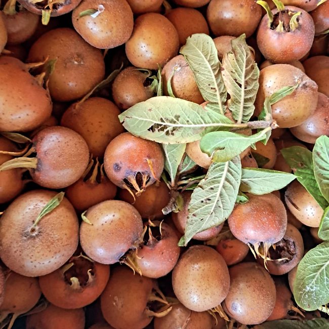 Frutti antichi da riscoprire