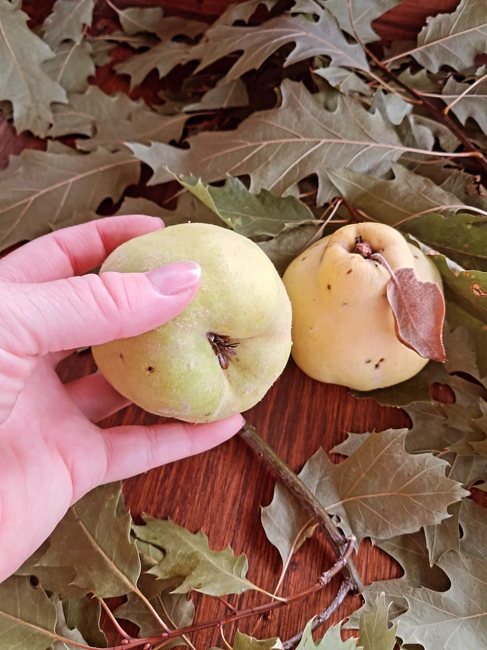 Le forme dei frutti antichi