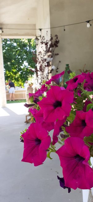 I colori dei fiori