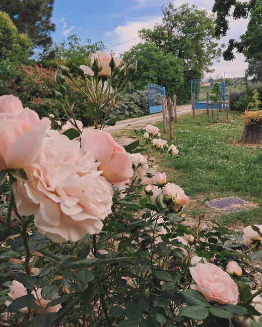 Un giardino in fiore