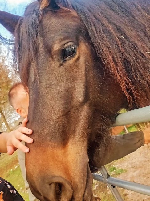 Una carezza al cavallo
