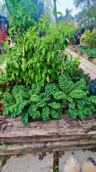 Erbe dell’orto giardino