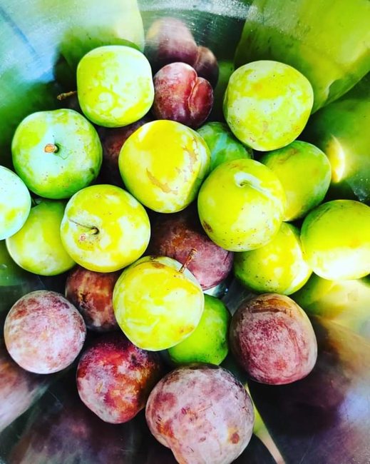 Frutti di stagione