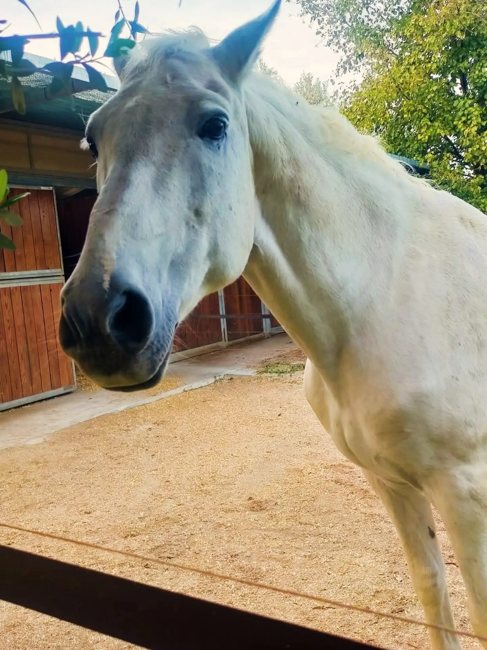 Un cavallo da conoscere