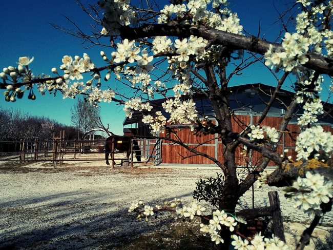 Quando gli alberi fioriscono