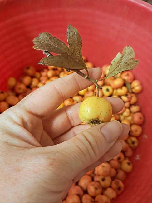 Piccoli frutti dimenticati