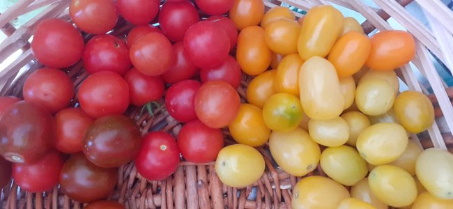 I colori dei pomodori