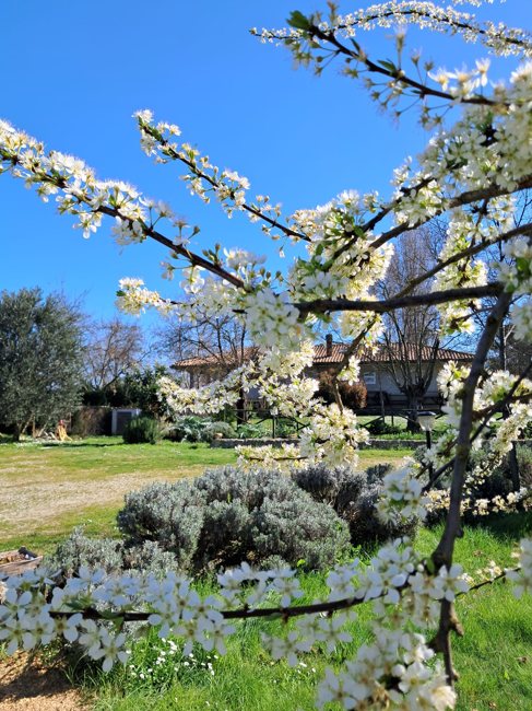 La fioritura del giardino