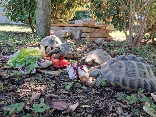 Le tartarughe a pranzo