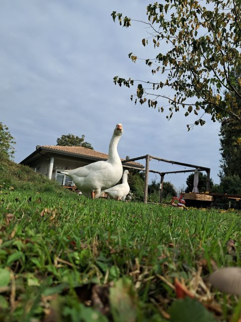 Un’oca sul prato
