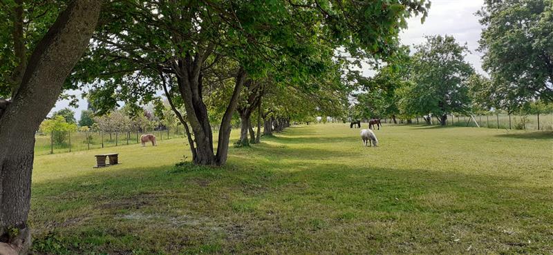 Il prato e i grandi alberi del giardino di Cavallino Azzurro