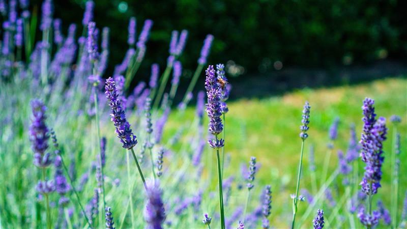 Lavanda in fiore nel giardino
